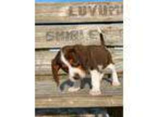 Beagle Puppy for sale in Tampa, FL, USA