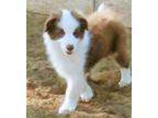 Border Collie Puppy for sale in Littlerock, CA, USA