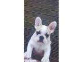French Bulldog Puppy for sale in Rochdale, Greater Manchester (England), United Kingdom