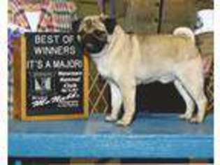 Pug Puppy for sale in Lula, GA, USA