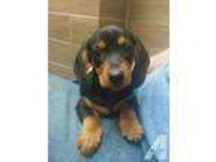Dachshund Puppy for sale in RONKONKOMA, NY, USA