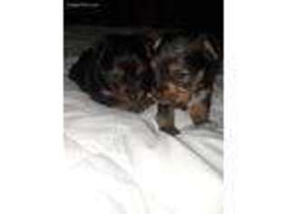 Yorkshire Terrier Puppy for sale in Sugar Land, TX, USA