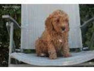 Goldendoodle Puppy for sale in Bird In Hand, PA, USA