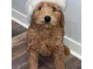 Goldendoodle Puppy for sale in Longview, WA, USA