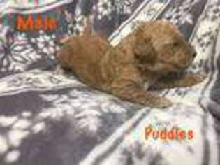 Goldendoodle Puppy for sale in Manchester, OH, USA