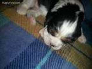 Cavalier King Charles Spaniel Puppy for sale in Stover, MO, USA