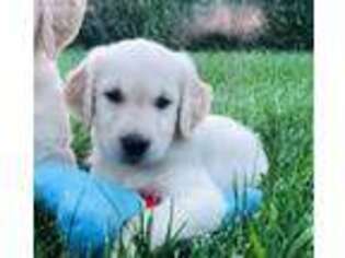 Golden Retriever Puppy for sale in Marshfield, MO, USA