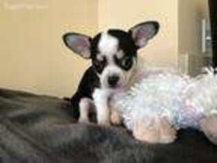 Chihuahua Puppy for sale in Sunset Beach, NC, USA