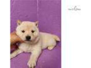 Shiba Inu Puppy for sale in Pittsburgh, PA, USA