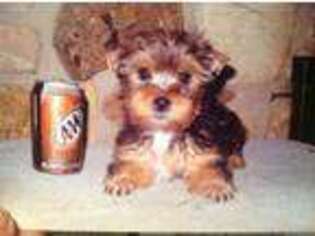 Yorkshire Terrier Puppy for sale in Jacksboro, TX, USA