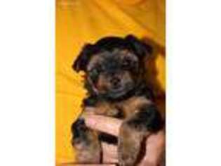 Mutt Puppy for sale in Elgin, IL, USA