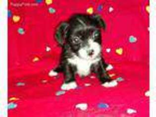 Shorkie Tzu Puppy for sale in Charlton, MA, USA