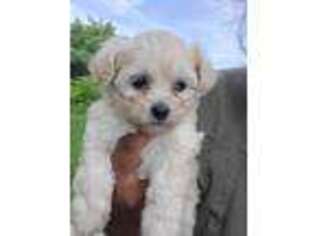 Mutt Puppy for sale in Green Bay, WI, USA