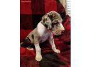 Great Dane Puppy for sale in Big Sandy, TN, USA