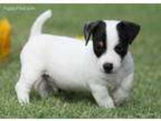 Jack Russell Terrier Puppy for sale in Henrietta, TX, USA