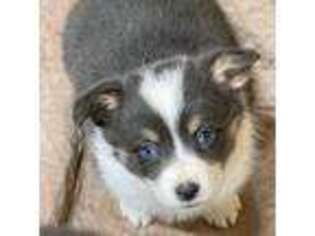 Pembroke Welsh Corgi Puppy for sale in Decatur, IL, USA