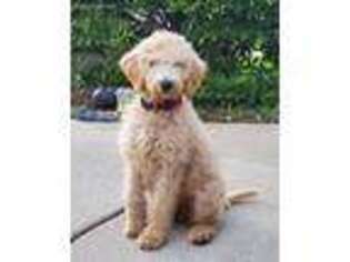 Goldendoodle Puppy for sale in Naperville, IL, USA