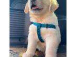 Golden Retriever Puppy for sale in Lenoir, NC, USA