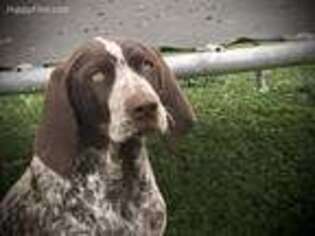 German Wirehaired Pointer Puppy for sale in West Plains, MO, USA