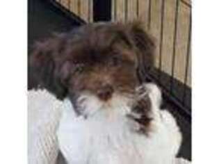 Havanese Puppy for sale in Burnet, TX, USA