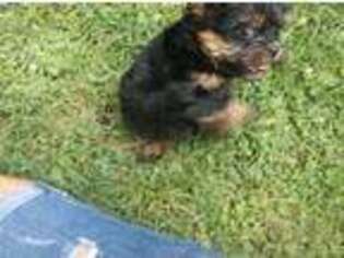 Shorkie Tzu Puppy for sale in Fordland, MO, USA
