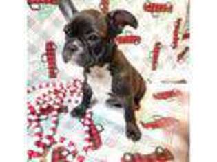 French Bulldog Puppy for sale in New Richmond, WI, USA