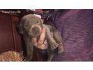 Labrador Retriever Puppy for sale in Burney, CA, USA