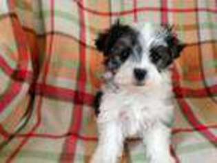 Maltese Puppy for sale in LOUISBURG, NC, USA
