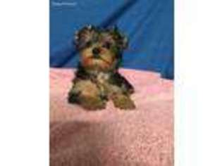 Yorkshire Terrier Puppy for sale in Snowville, UT, USA
