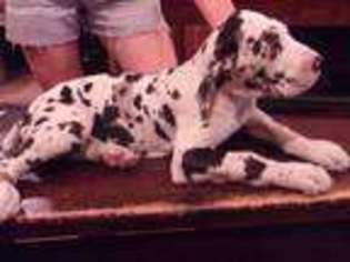 Great Dane Puppy for sale in Hallstead, PA, USA