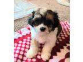 Cavachon Puppy for sale in Lakewood, OH, USA
