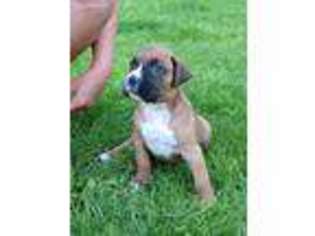 Boxer Puppy for sale in Gladwin, MI, USA