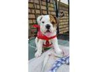 Bulldog Puppy for sale in Ridgewood, NY, USA