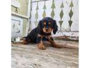 Cavalier King Charles Spaniel Puppy for sale in Ashwood, OR, USA