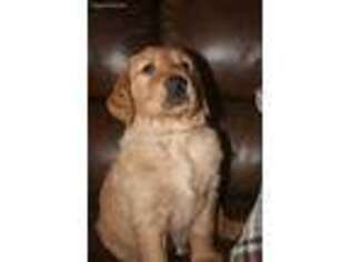 Golden Retriever Puppy for sale in Andover, KS, USA