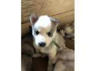 Siberian Husky Puppy for sale in Perry, KS, USA