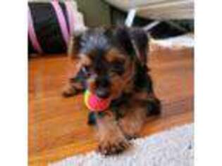 Yorkshire Terrier Puppy for sale in Chesapeake, VA, USA