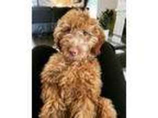 Goldendoodle Puppy for sale in Venus, TX, USA