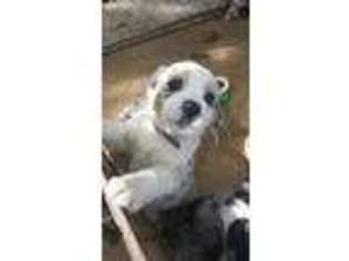Australian Shepherd Puppy for sale in Garwood, TX, USA
