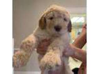 Goldendoodle Puppy for sale in New Braunfels, TX, USA