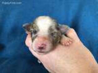 Miniature Australian Shepherd Puppy for sale in Greer, SC, USA