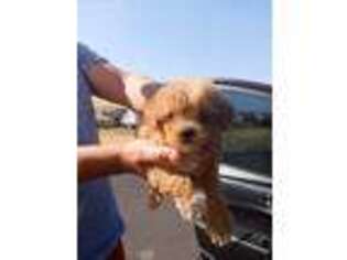 Goldendoodle Puppy for sale in Vallejo, CA, USA