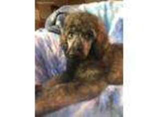 Mutt Puppy for sale in Spencerport, NY, USA