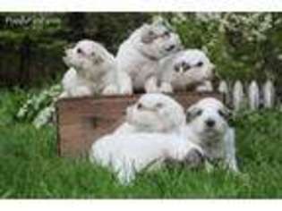 Great Pyrenees Puppy for sale in Townsend, MA, USA