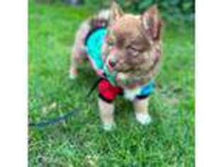 Siberian Husky Puppy for sale in Eatontown, NJ, USA