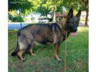 German Shepherd Dog Puppy for sale in Greenville, TX, USA