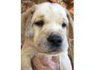 Labrador Retriever Puppy for sale in Green Mountain Falls, CO, USA