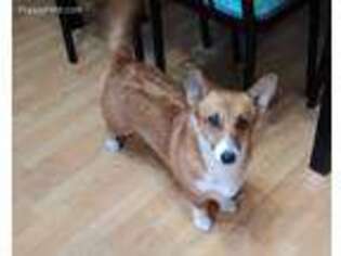 Pembroke Welsh Corgi Puppy for sale in Brodhead, KY, USA