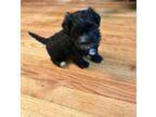 Havanese Puppy for sale in Bellefontaine, OH, USA