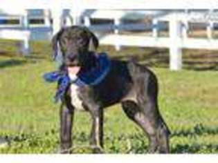 Great Dane Puppy for sale in Dothan, AL, USA